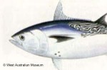 Enlarged Image of 'Euthynnus affinis'
