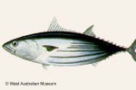 What Am I? Click to display answer!