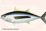 Enlarged Image of 'Thunnus alalunga'