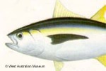 Enlarged Image of 'Thunnus albacares'