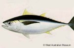 Enlarged Image of 'Thunnus obesus'
