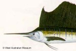 Enlarged Image of 'Istiophorus platypterus'