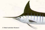 Enlarged Image of 'Tetrapturus audax'