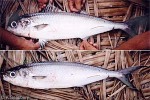 Enlarged Image of 'Ariomma brevimanus'