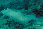 Peacock Flounder (Bothus mancus)