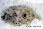 Enlarged Image of 'Bothus pantherinus'