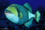 Enlarged Image of 'Balistoides viridescens'