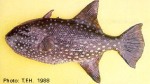 Enlarged Image of 'Canthidermis maculatus'