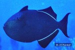 Black Triggerfish (Melichthys niger)