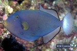 Pinktail Triggerfish (Melichthys vidua)