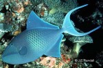Enlarged Image of 'Odonus niger'