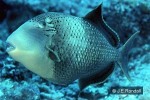 Enlarged Image of 'Pseudobalistes flavimarginatus'