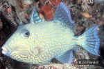Enlarged Image of 'Pseudobalistes fuscus'
