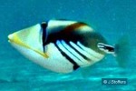 Picasso Triggerfish (Rhinecanthus aculeatus)