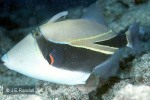 Wedge Picassofish (Rhinecanthus rectangulus)