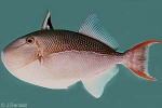 Enlarged Image of 'Xanthichthys caeruleolineatus'