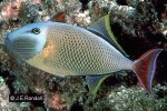 Enlarged Image of 'Xanthichthys mento'