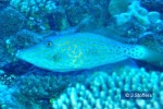 Enlarged Image of 'Aluterus scriptus'