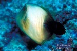 Enlarged Image of 'Amanses scopas'