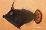 Enlarged Image of 'Pervagor melanocephalus'