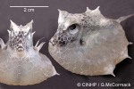 Enlarged Image of 'Lactoria QQpelagic'