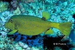 Enlarged Image of 'Ostracion cubicus'