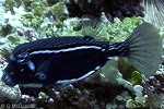 Enlarged Image of 'Ostracion whitleyi'