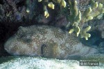 Enlarged Image of 'Arothron hispidus'