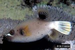 Enlarged Image of 'Arothron nigropunctatus'