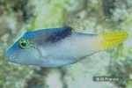 Enlarged Image of 'Canthigaster epilampra'
