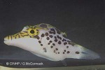 Enlarged Image of 'Canthigaster leoparda'