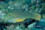 Enlarged Image of 'Canthigaster solandri'