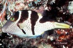 Enlarged Image of 'Canthigaster valentini'