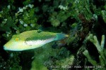 Enlarged Image of 'Canthigaster bennetti'