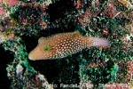 Enlarged Image of 'Canthigaster janthinoptera cf.'