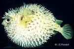 Enlarged Image of 'Diodon liturosus'