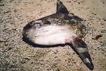 Enlarged Image of 'Mola mola'