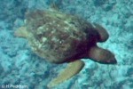 Enlarged Image of 'Caretta caretta'