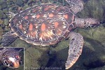 Enlarged Image of 'Chelonia mydas'