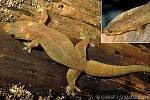 Enlarged Image of 'Gehyra mutilata'