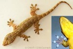 Enlarged Image of 'Gehyra oceanica'