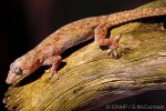 Enlarged Image of 'Hemidactylus frenatus'