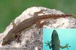 What Am I? Click to display answer!