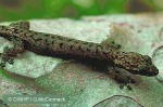 Enlarged Image of 'Hemiphyllodactylus typus'