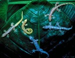 Enlarged Image of 'Lepidodactylus new (TCase)'