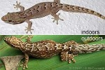 Enlarged Image of 'Lepidodactylus lugubris'