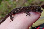 Enlarged Image of 'Nactus pelagicus'