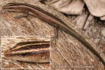 Coastal Blue-tailed Skink (Emoia cyanura)