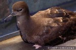 Enlarged Image of 'Puffinus pacificus'