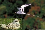 Enlarged Image of 'Phaethon lepturus'